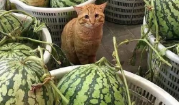 吃瓜最新事件爆料保熟,明星隐私大曝光！